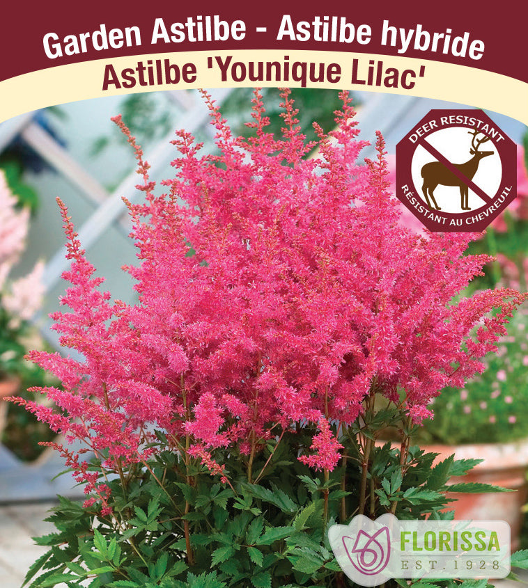 Astilbe - Hybrid 2-3 Eyes - Younique Lilac