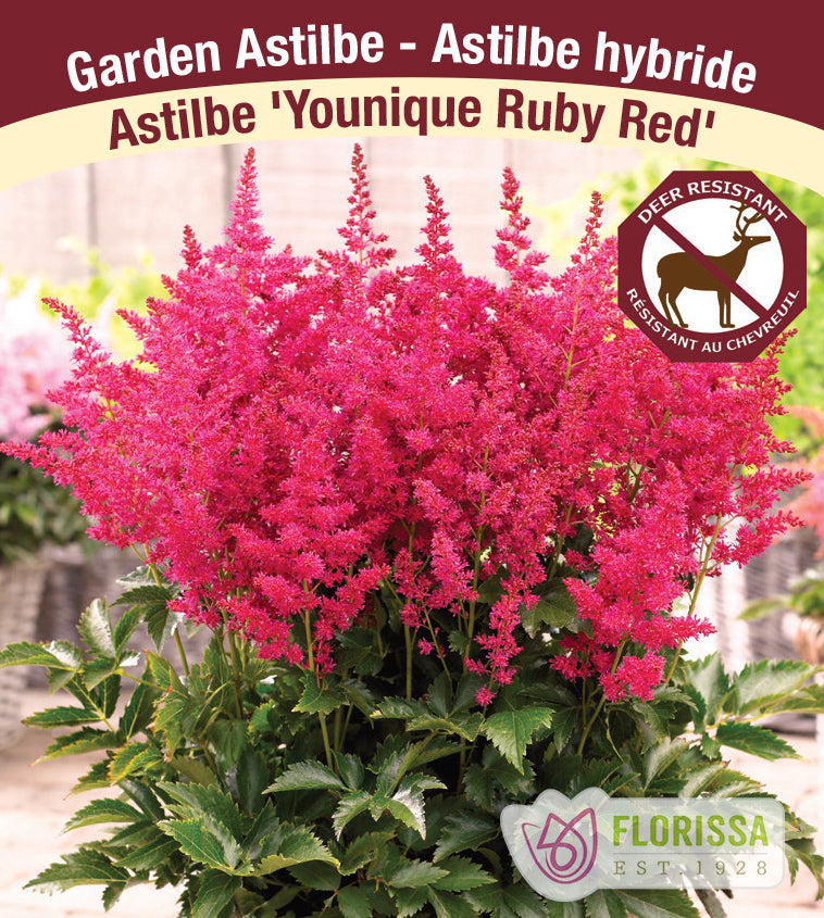 Astilbe - Hybrid 2-3 Eyes - Younique Ruby Red