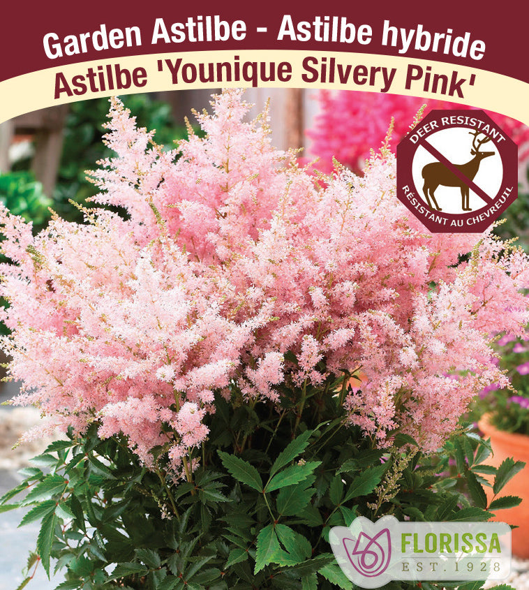 Astilbe - Hybrid 2-3 Eyes - Younique Silvery Pink