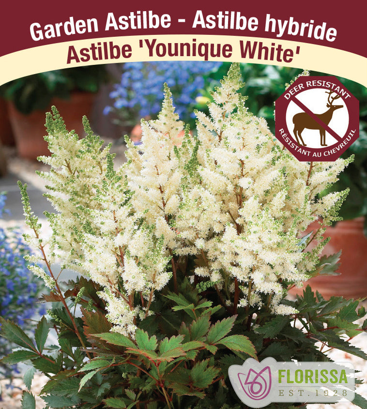 Astilbe - Hybrid 2-3 Eyes - Younique White