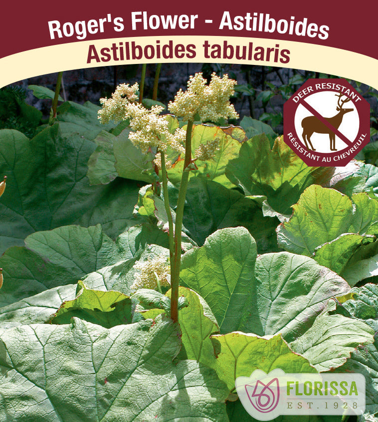 Astilboides - Tabularis