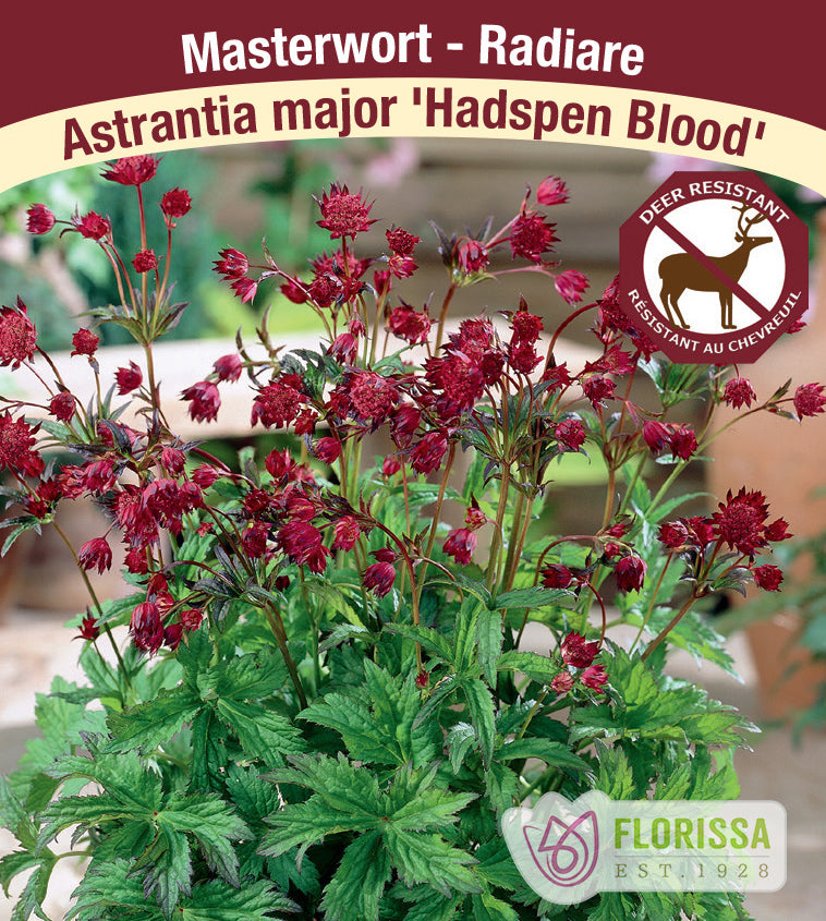 Astrantia - major Hadspen Blood