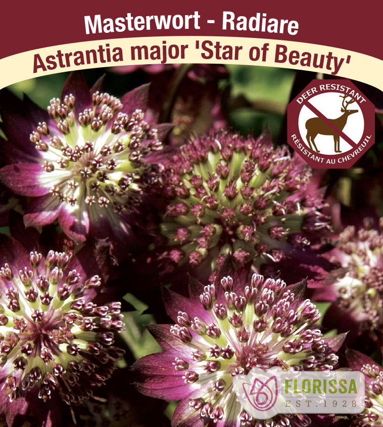 Astrantia - major Star of Beauty