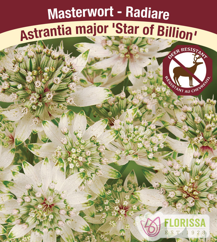 Astrantia - major Star of Billion