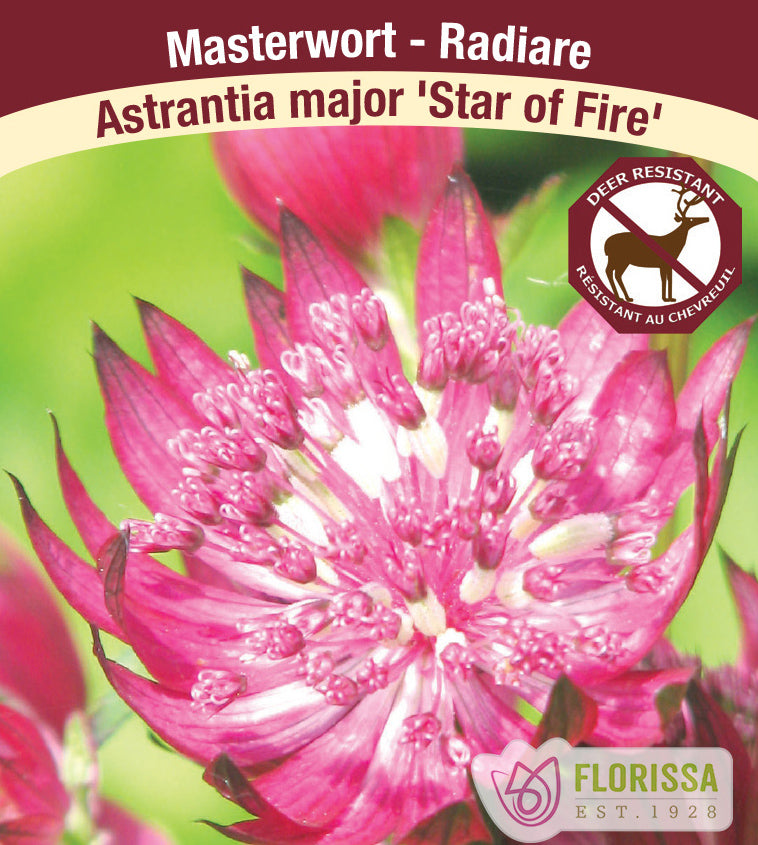 Astrantia - major Star of Fire