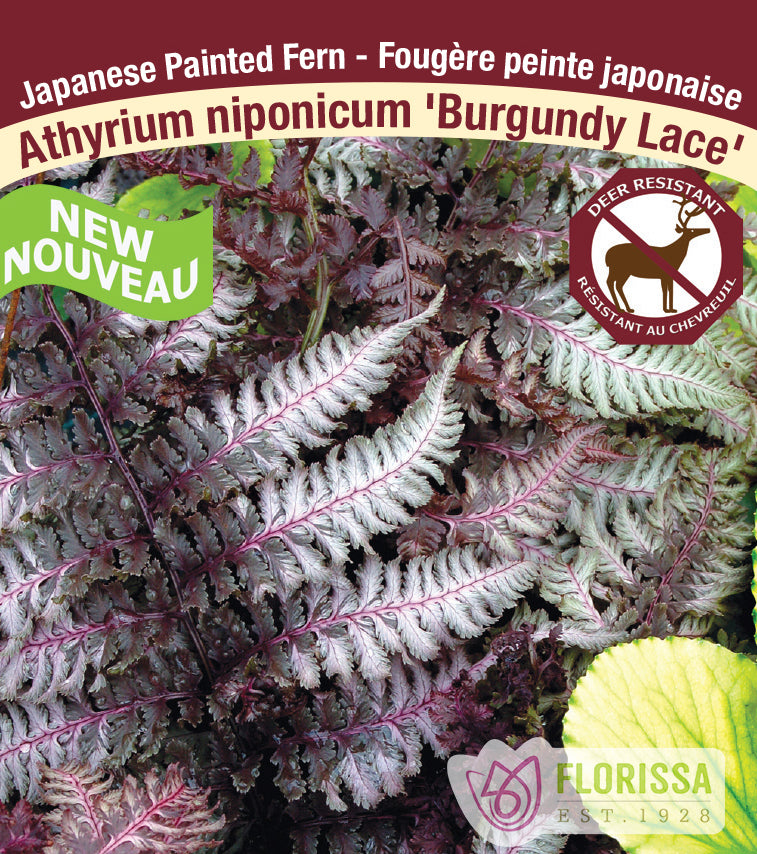 Athyrium - nip. Burgundy Lace
