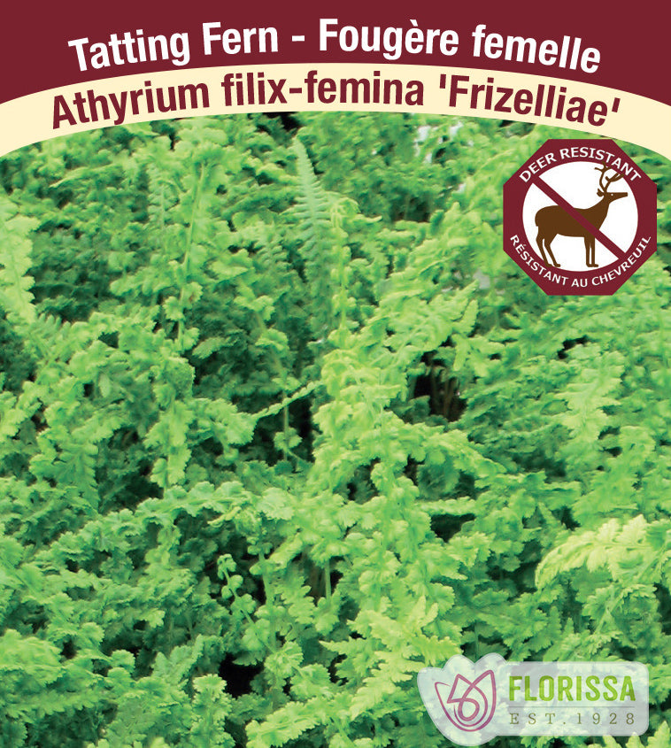 Athyrium - filix-femina Frizelliae