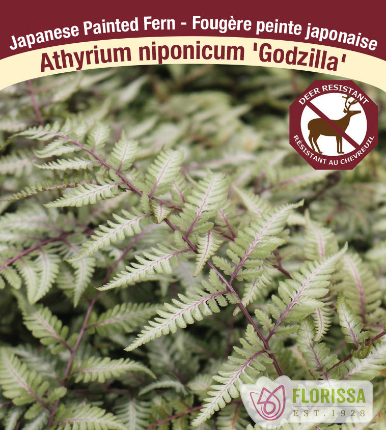 Athyrium - nip. Godzilla