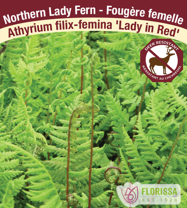 Athyrium - filix-femina Lady in Red
