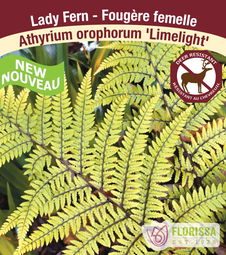 Athyrium - otophorum Limelight