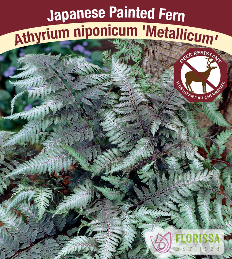 Athyrium - nip. var. pictum Metallicum