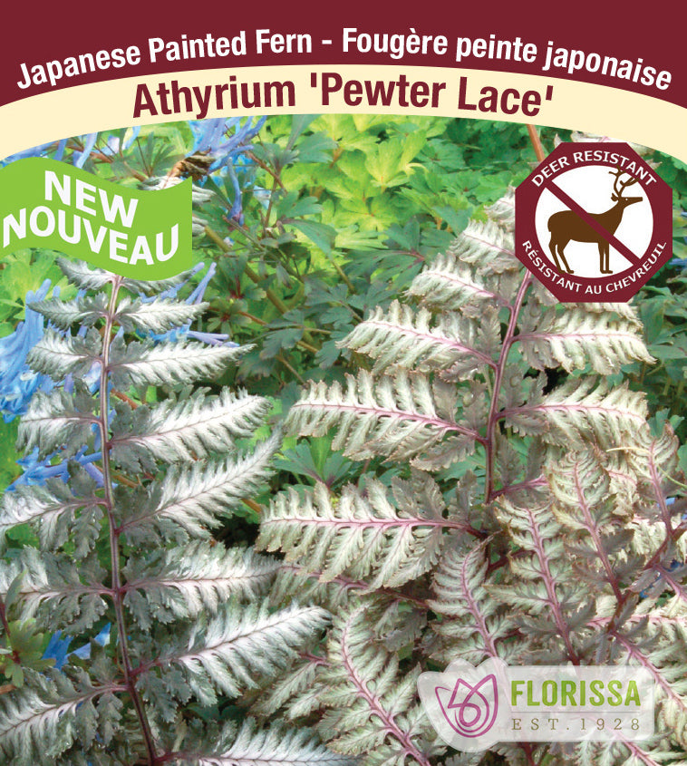 Athyrium - Pewter Lace