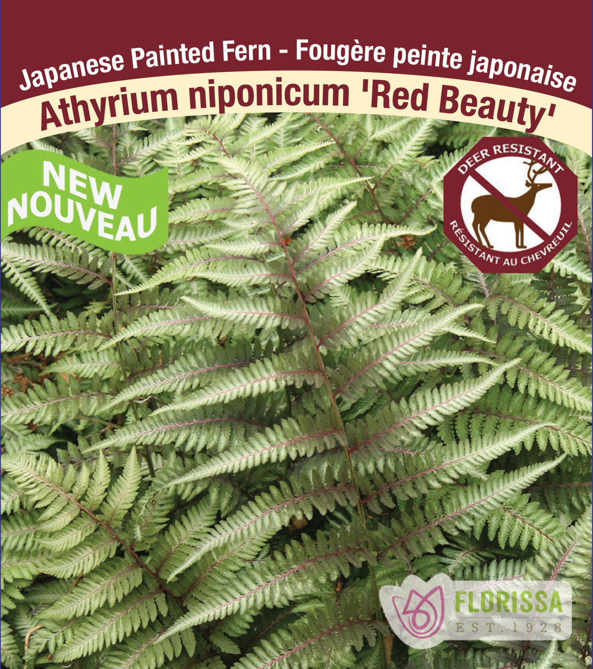 Athyrium - Red Beauty