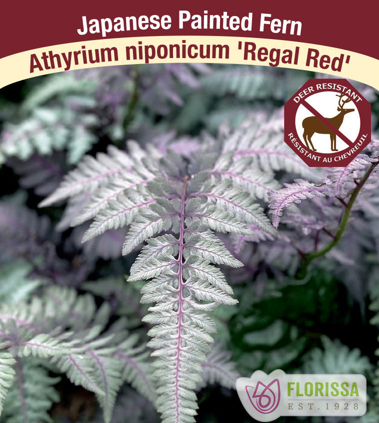 Athyrium - nip. Regal Red
