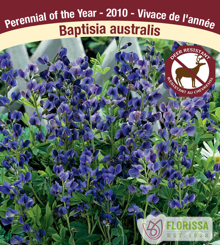 Baptisia - australis