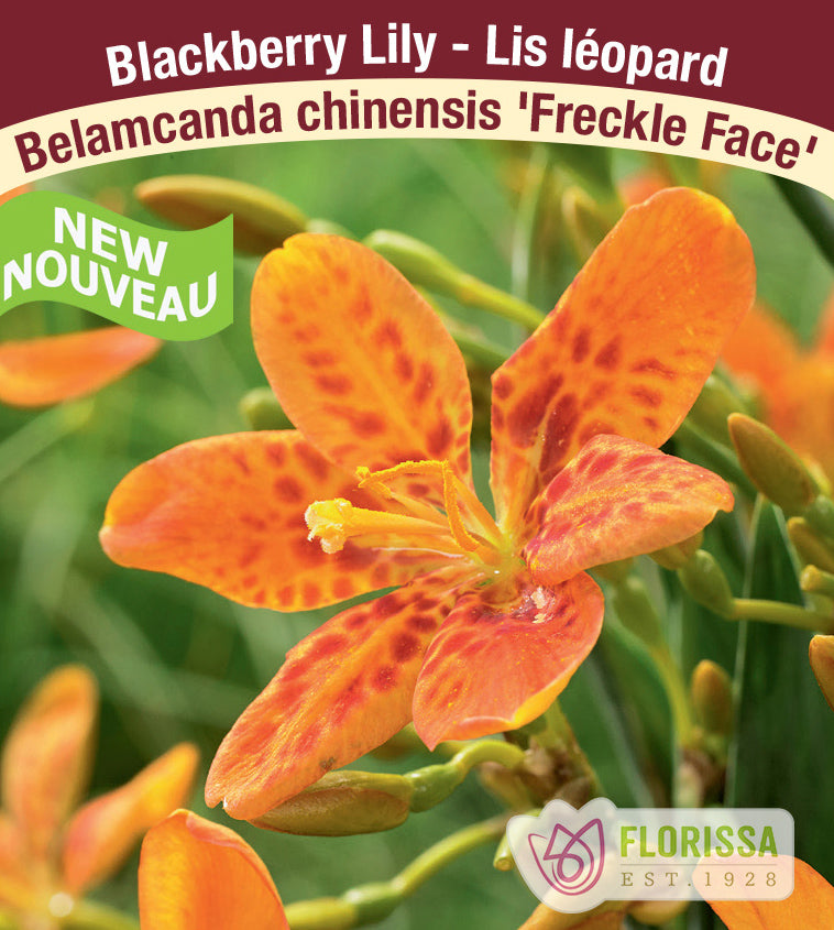 Belamcanda - Freckle Face