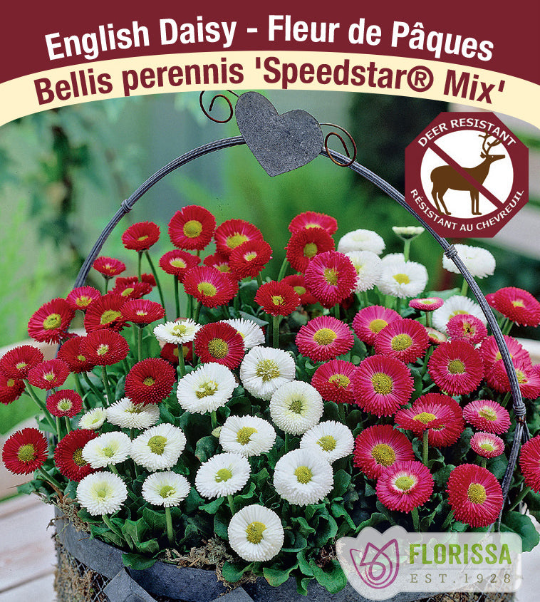 Bellis - perennis Speedstar® Mix