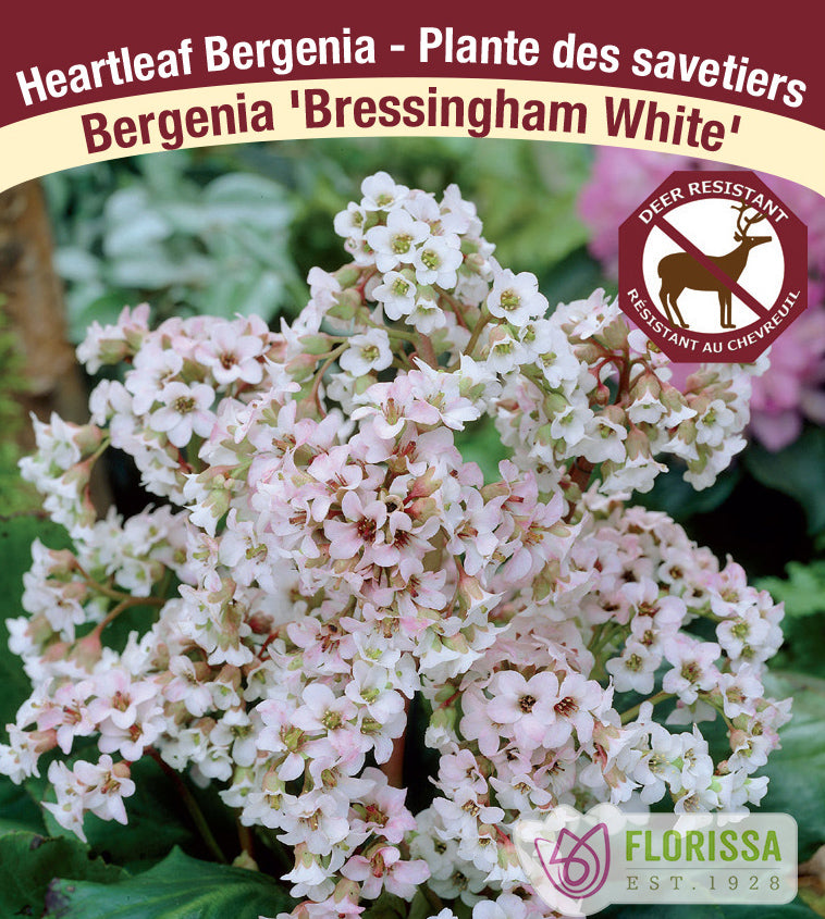 Bergenia - Bressingham White