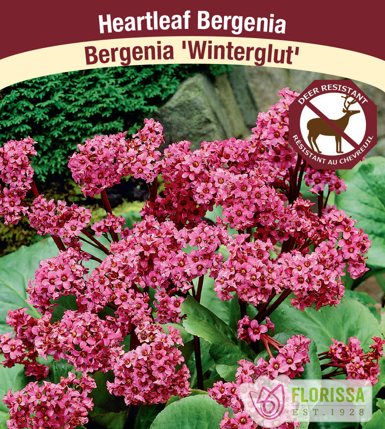 Bergenia - Winterglut