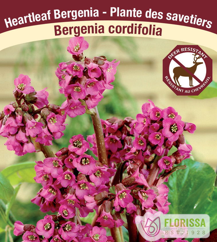 Bergenia - cordifolia