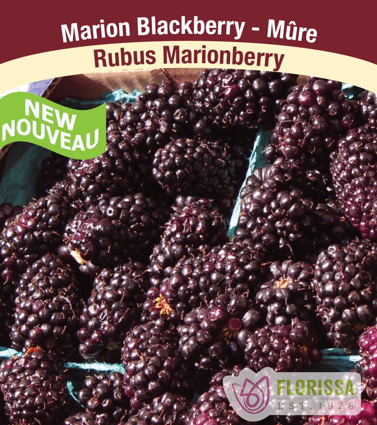 Marionberry - Bulk