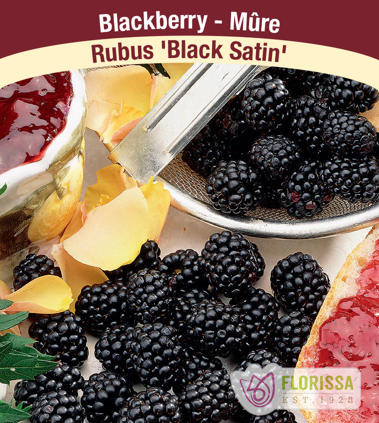 Blackberry - Black Satin Thornless Bulk