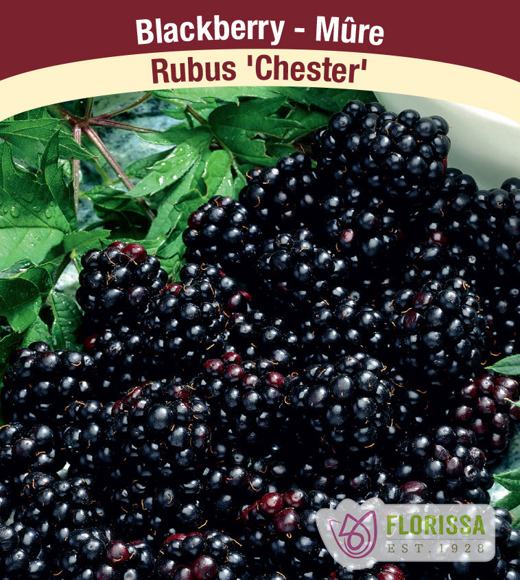 Blackberry - Chester Thornless Bulk