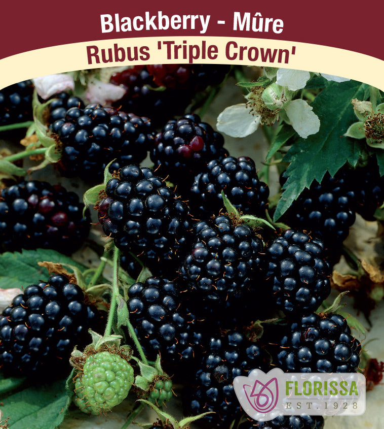 Blackberry - Triple Crown Thornless Bulk