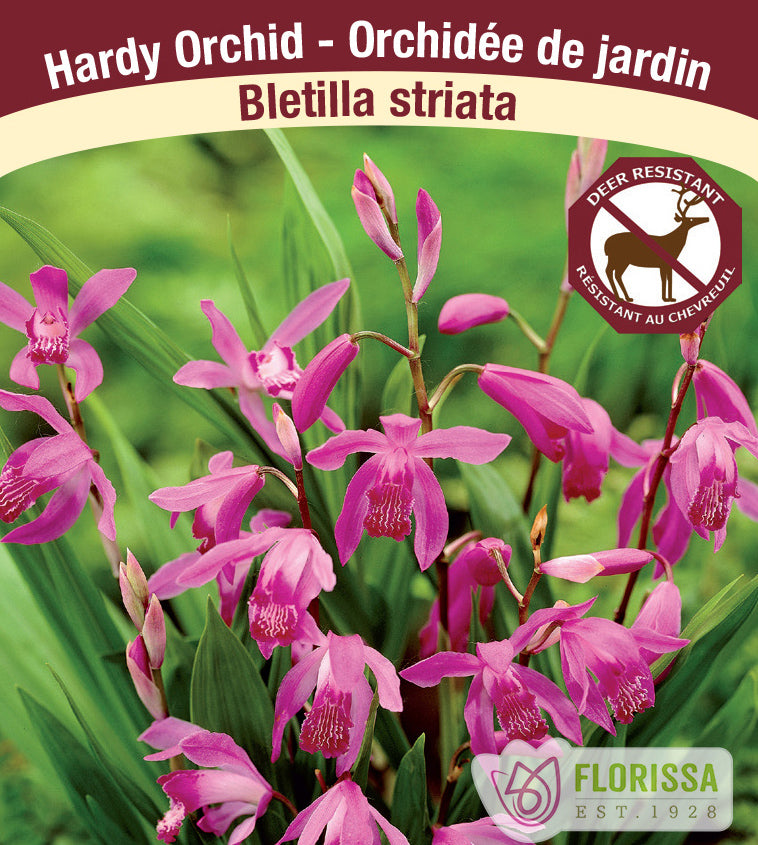 Bletilla - striata