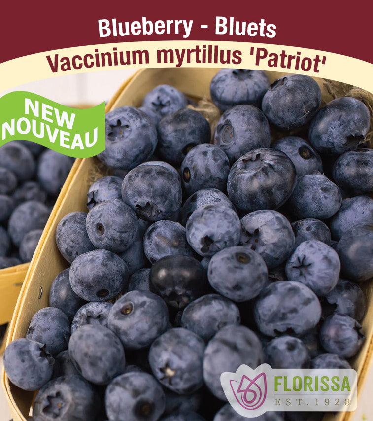 Blueberry - Patriot Bulk