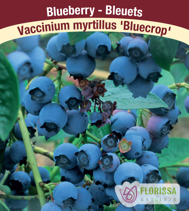 Blueberry - Bluecrop Bulk