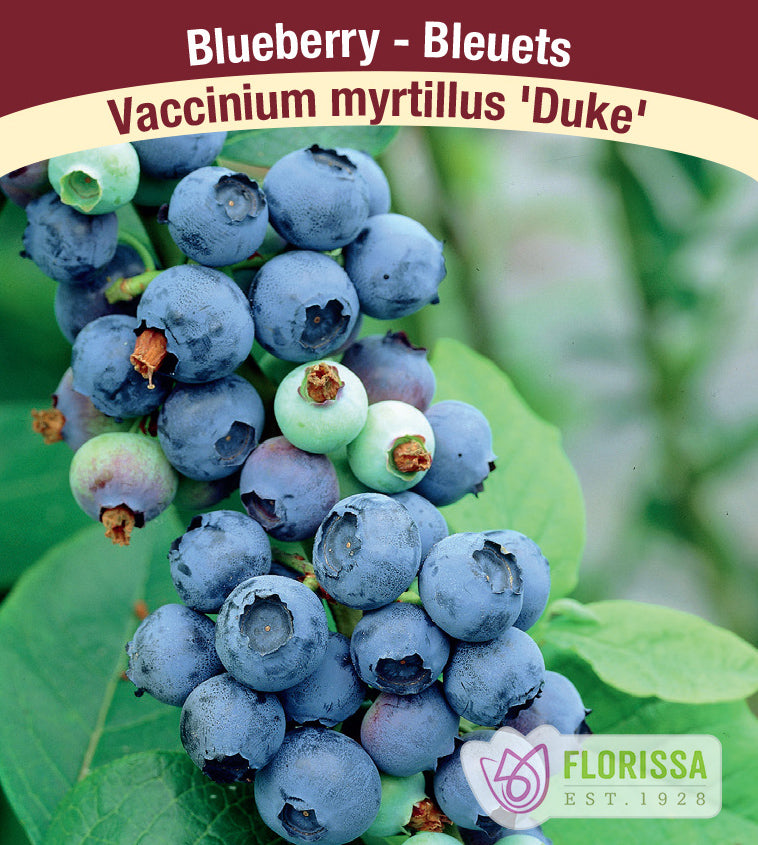 Blueberry - Duke Bulk