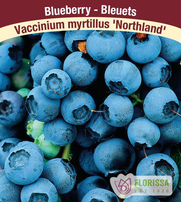 Blueberry - Northland Bulk
