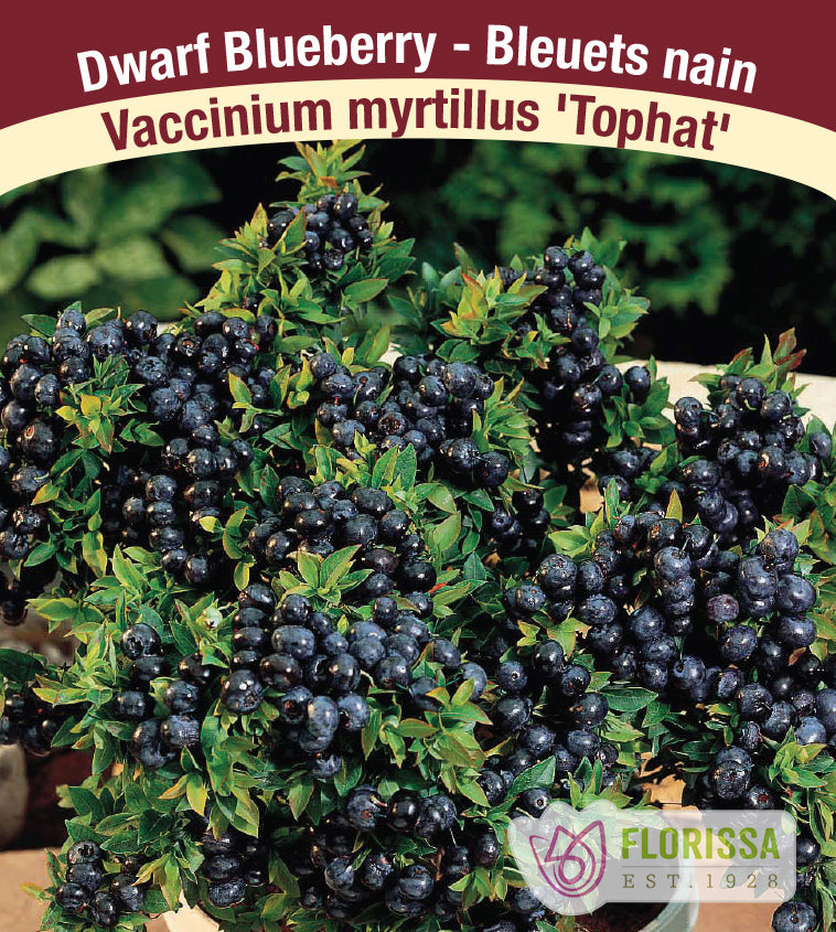 Blueberry - Top Hat Novelty Patio Bulk