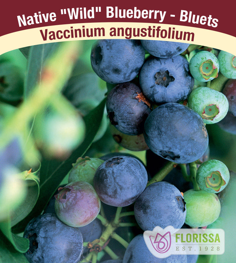 Blueberry - Angustifolium (Wild Blueberry) Bulk