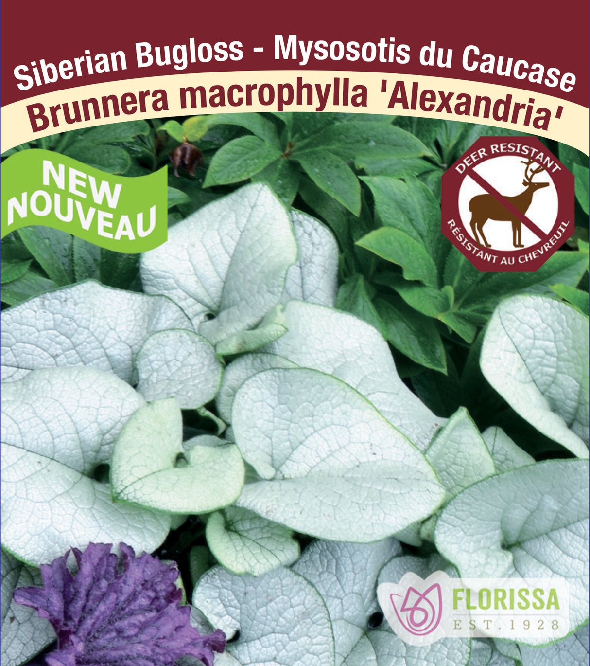 Brunnera - mac. Alexandria