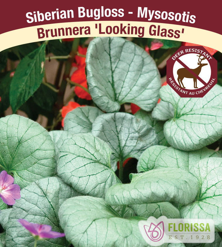 Brunnera - mac. Looking Glass