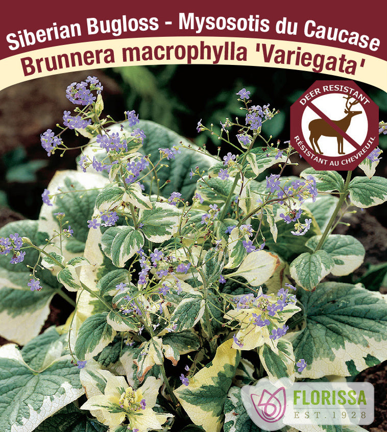 Brunnera - mac. Variegata