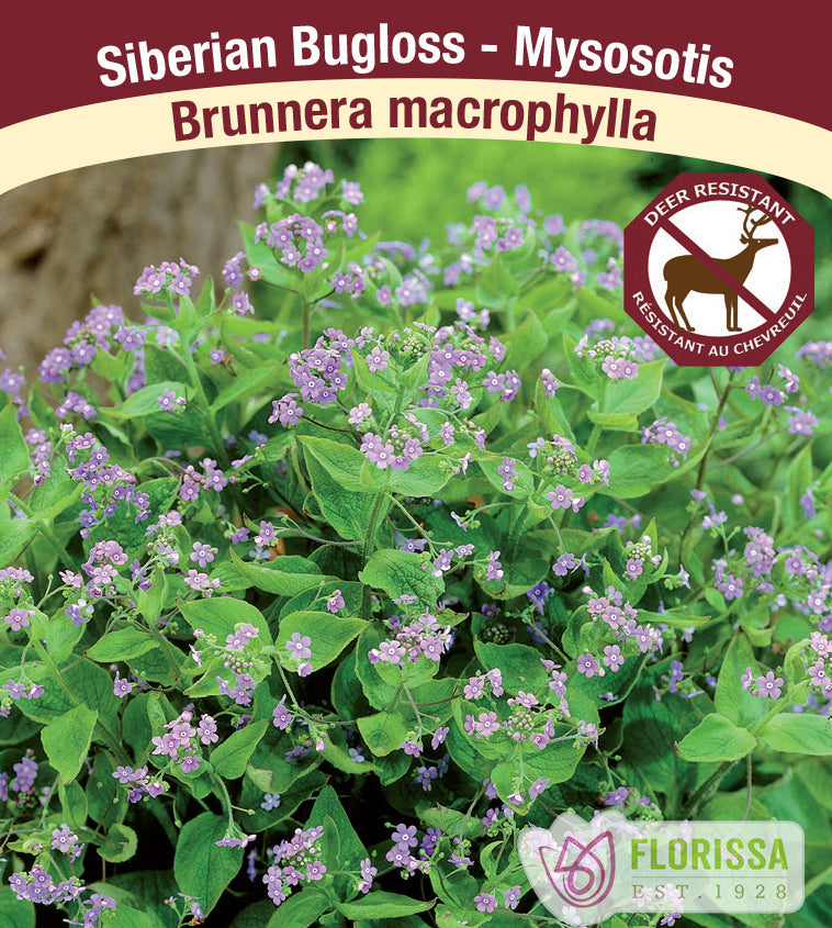 Brunnera - macrophylla