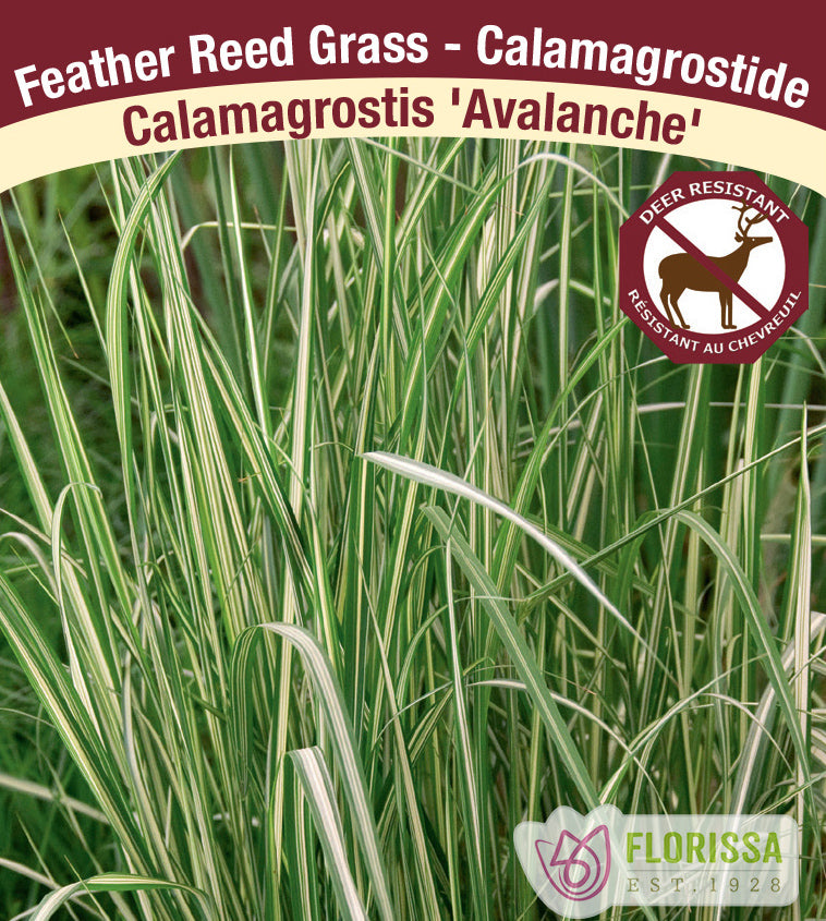 Calamagrostis - x acut. Avalanche