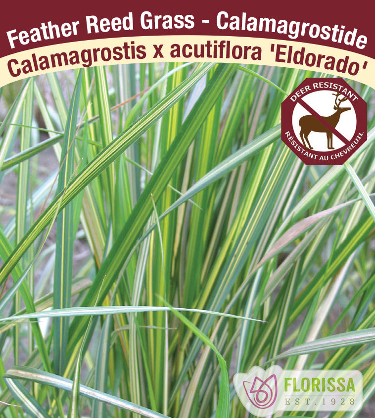 Calamagrostis - x acut. Eldorado