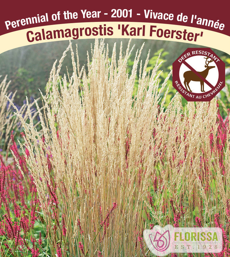 Calamagrostis - x acut. Karl Foerster