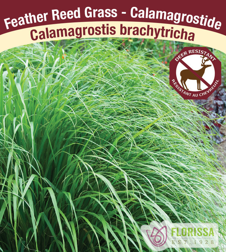 Calamagrostis - brachytricha