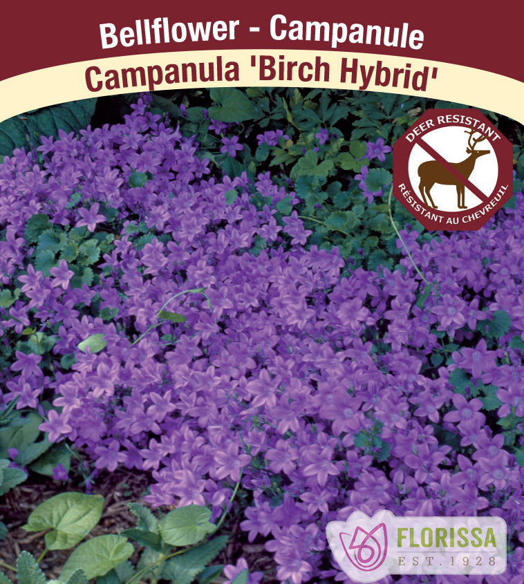 Campanula - Birch Hybrid