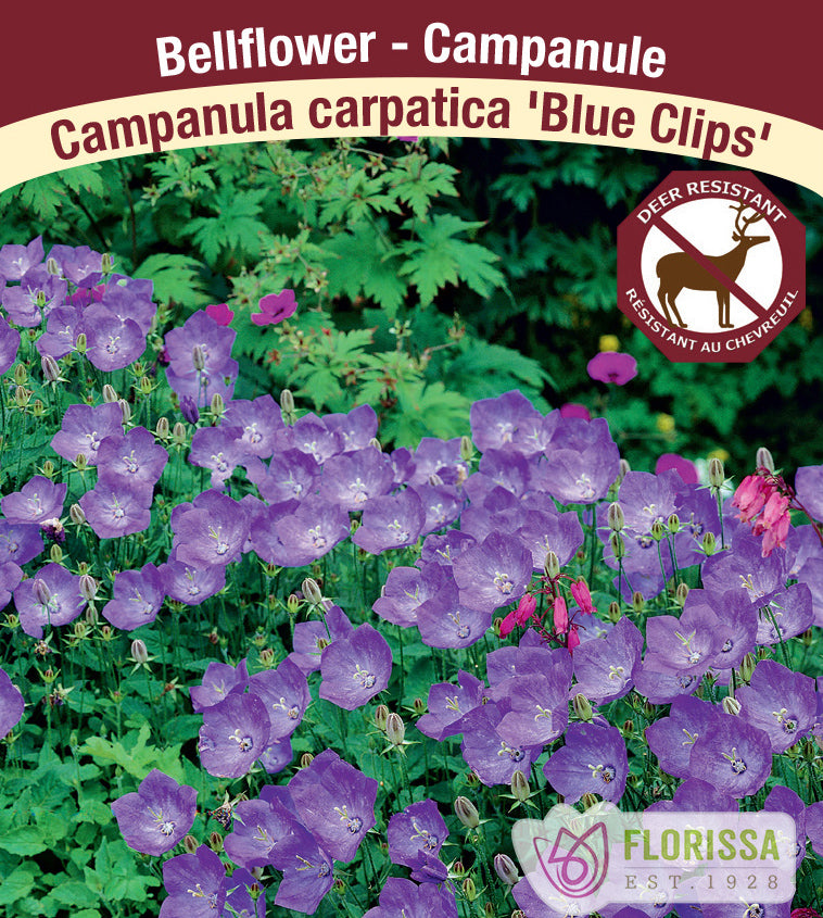 Campanula - car. Blue Clips