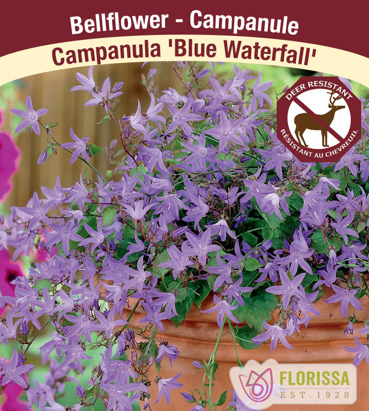 Campanula - posch. Blue Waterfall