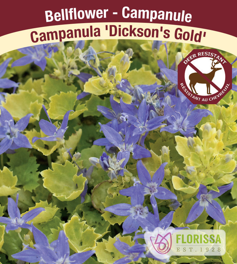 Campanula - garganica Dickson Gold