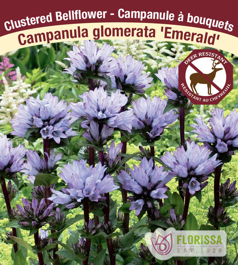 Campanula - glom. Emerald