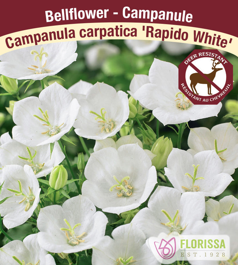 Campanula - car. Rapido White