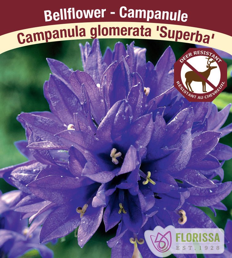 Campanula - glom. Superba